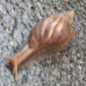 Meet your Posher, Polli